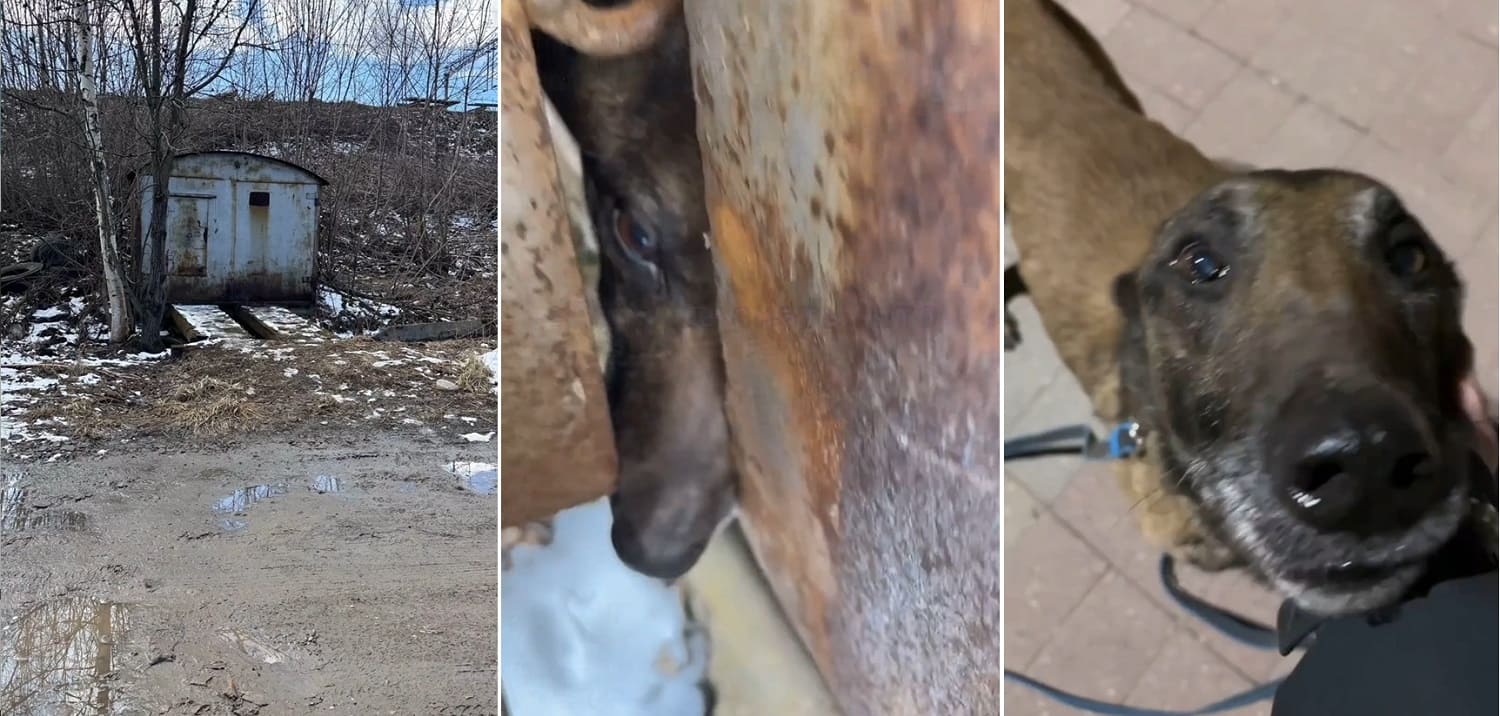 спасли собаку из гаража