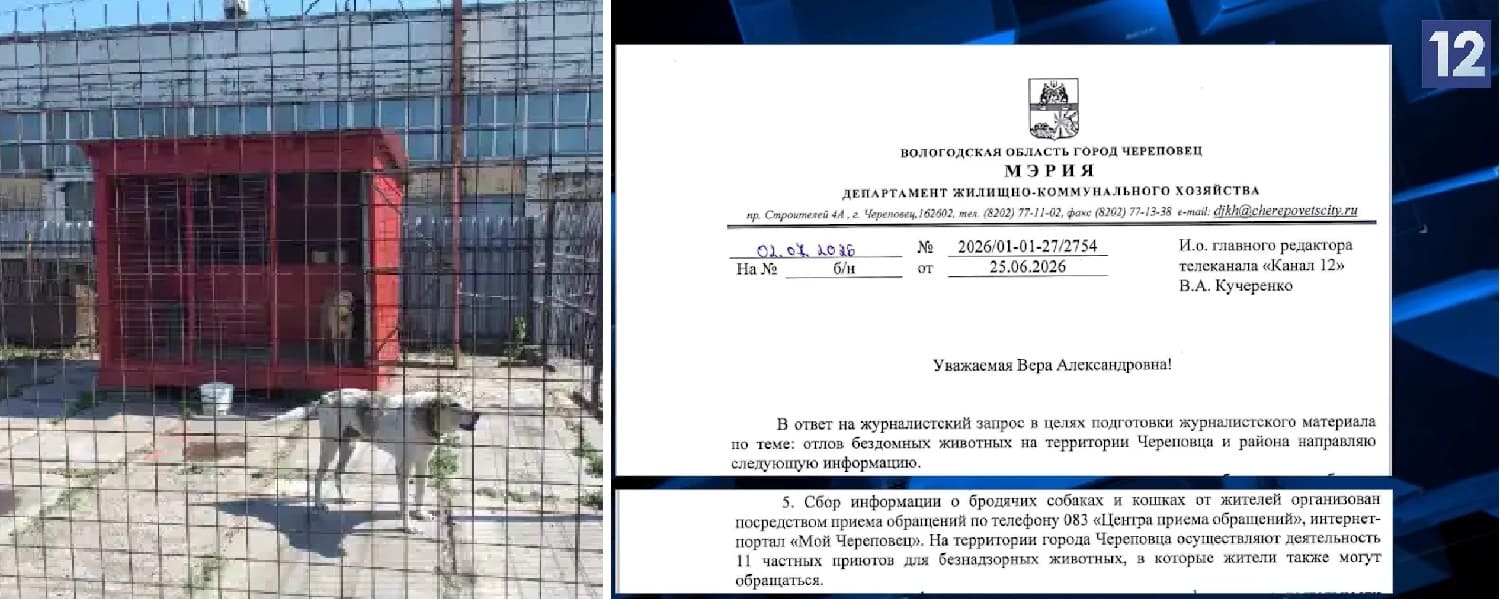 Мэрия Череповца не поможет бездомным животным