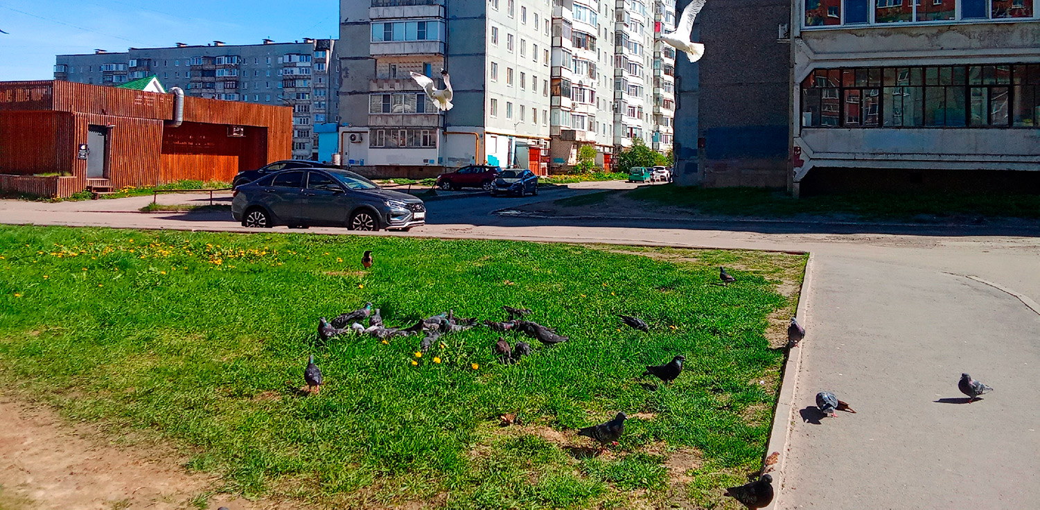 Из-за чего вологжане переругались в сети