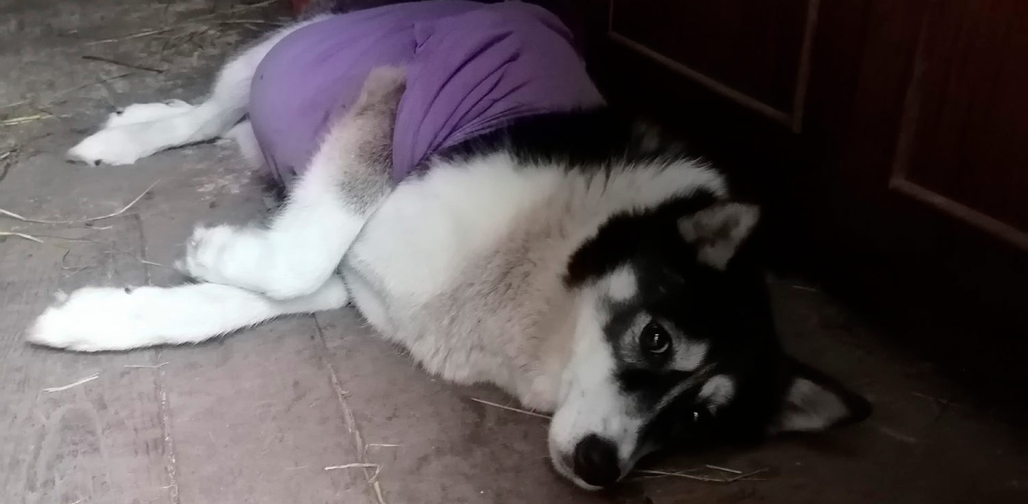 Ласка